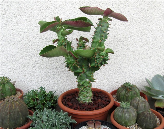 Monadenium magnificum 